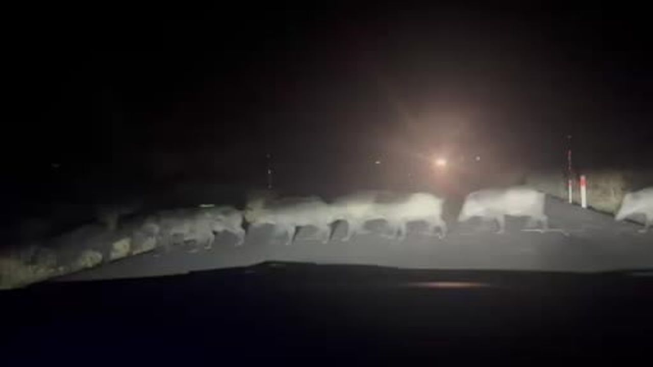 Eskişehir'de yaban domuzu sürüsü yol geçişi cep telefonuyla kaydedildi