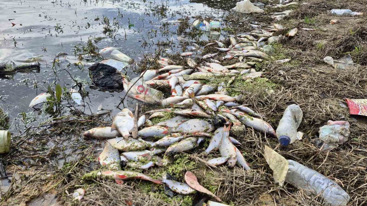 Eyüpsultan’da Gölette Yosun Patlaması: Çok Sayıda Balık Telef Oldu