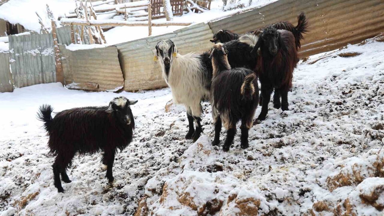 Feke'de Kurt Saldırıları Artıyor: Mansurlu Üreticileri Zorda