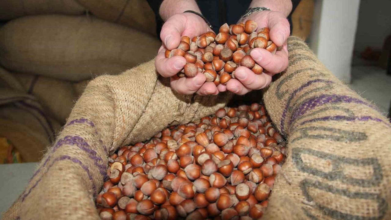 Fındık Fiyatları 275 TL'de Durağanlaştı