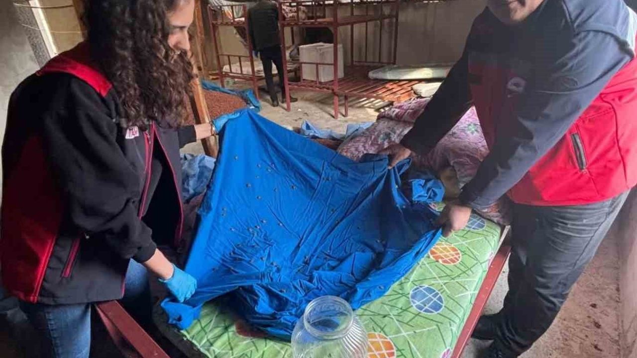 Fındık İçin Kahverengi Kokarca Toplanıyor: Samuray Arısıyla Biyolojik Mücadele