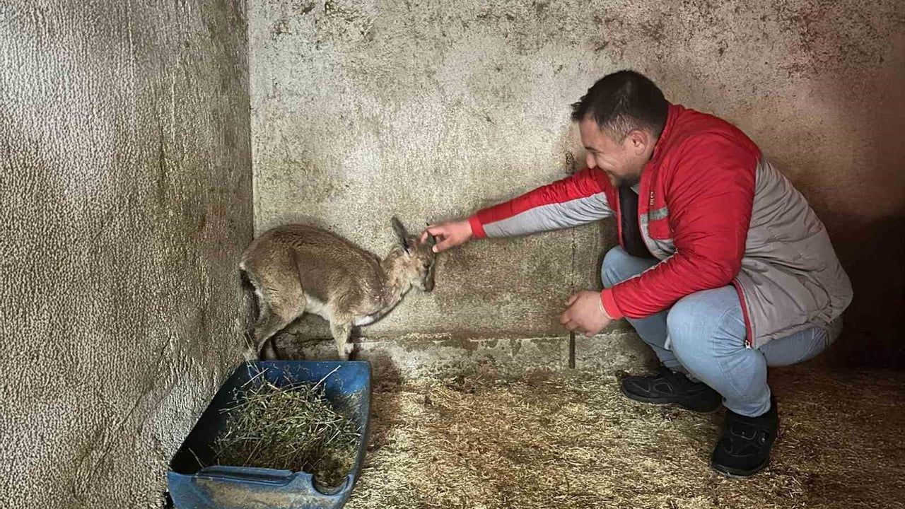 Finike'de Bitkin Yaban Keçisi Tedavi Altına Alındı