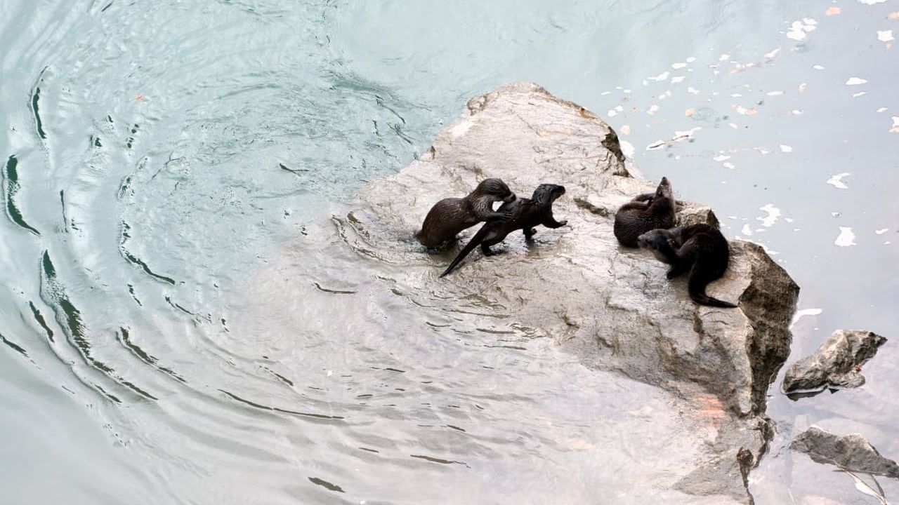 Fırat Nehri'nde 4 Su Samuru Görüldü — Kemaliye, Erzincan