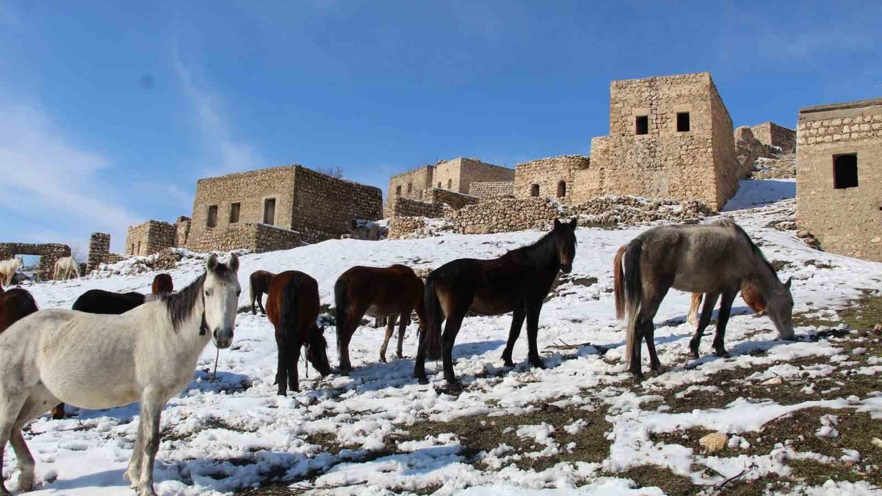Gabar Dağı'nda Yılkı Atları Fotoğrafçıların Gözdesi