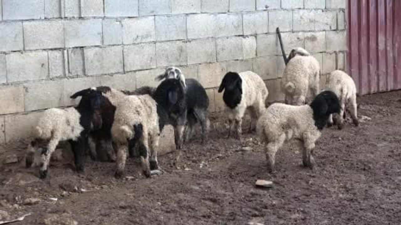 Gaziantep’te Keçiler, Annesi Reddettiği Kuzuyu Sahiplendi