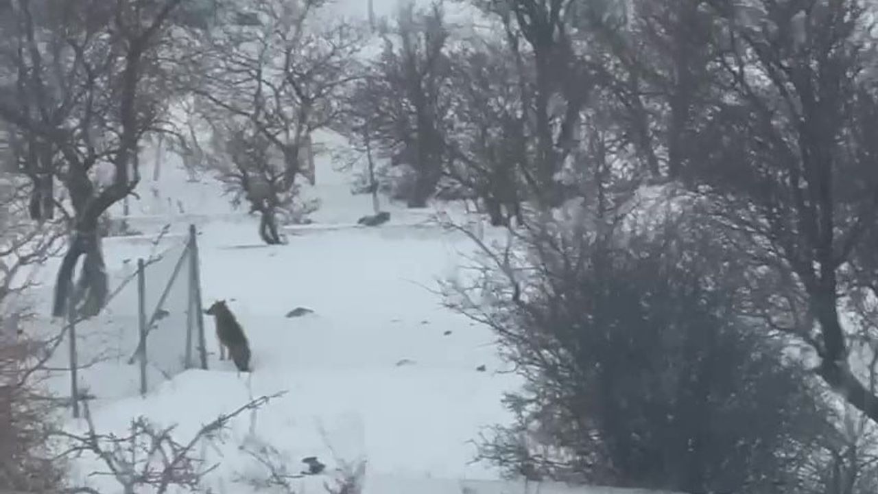 Gercüş’te Aç Kalan Kurtlar İlçe Merkezine İndi