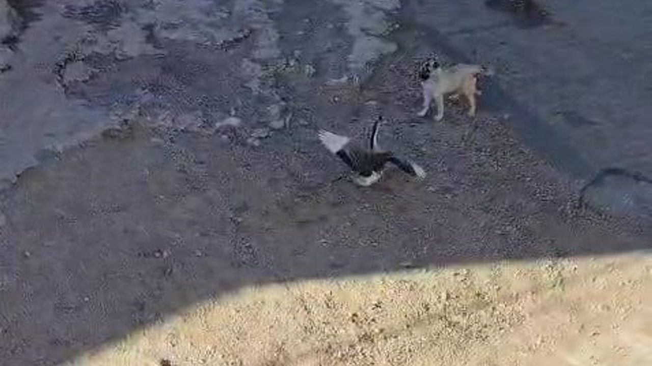 Gercüş’te Köpek-Kaz Kavgası Cep Telefonuna Yansıdı