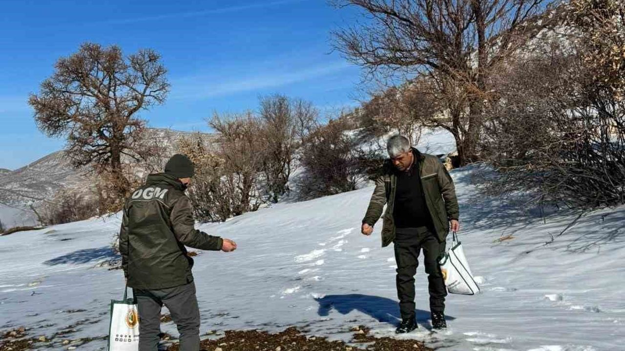 Gercüş’te Orman Ekibi Yaban Hayvanlarına Yem Bıraktı