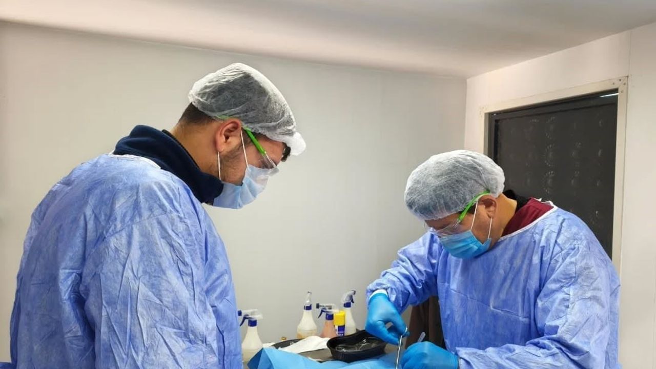 Germencik Belediyesi 2026'da 35 Sokak Hayvanını Kısırlaştırdı