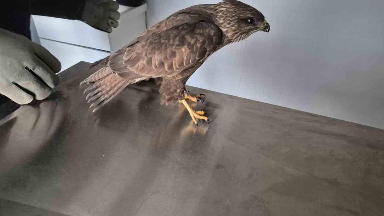 Germencik Belediyesi Yaralı Şahini Tedavi Edip Doğaya Kazandırdı