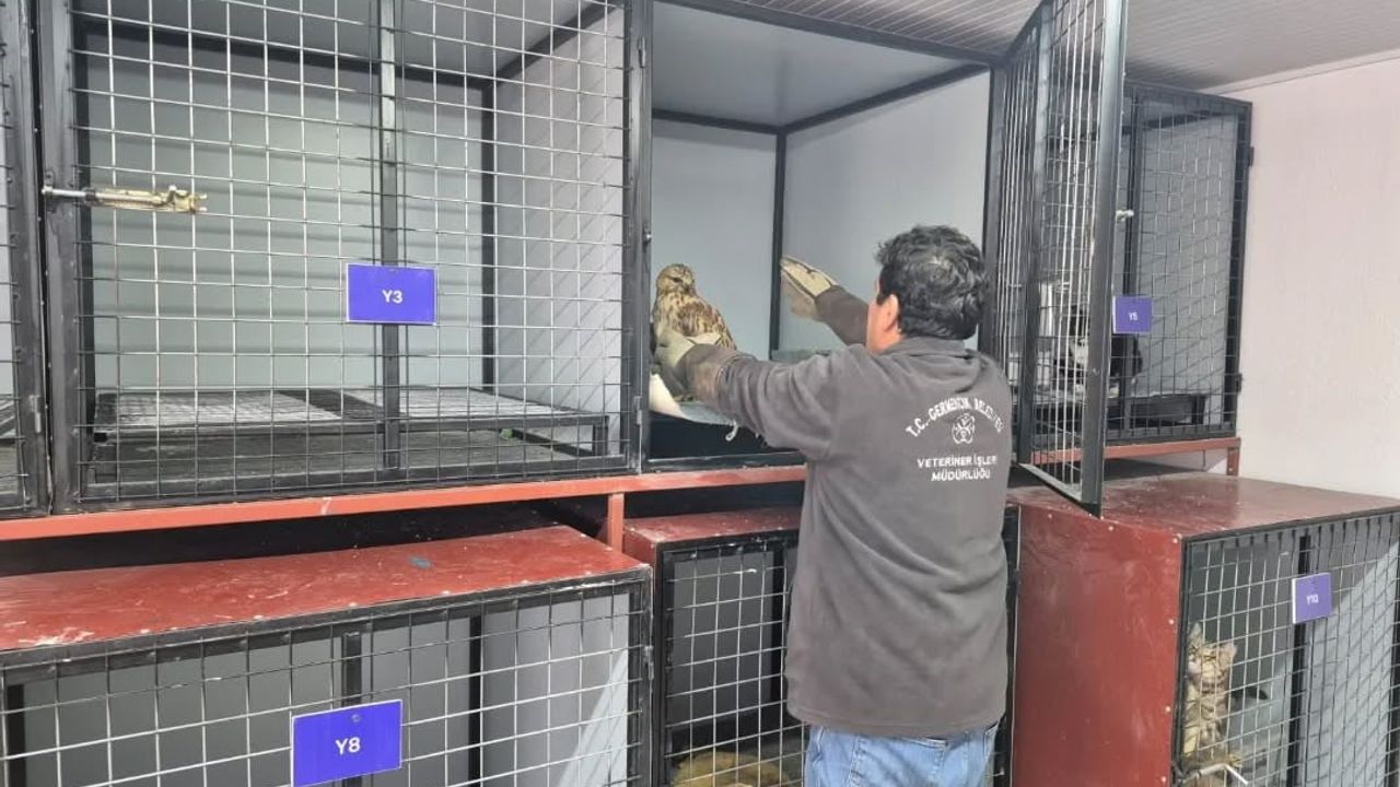 Germencik’te Belediyenin WhatsApp İhbar Hattı Yaralı Şahine Umut Oldu