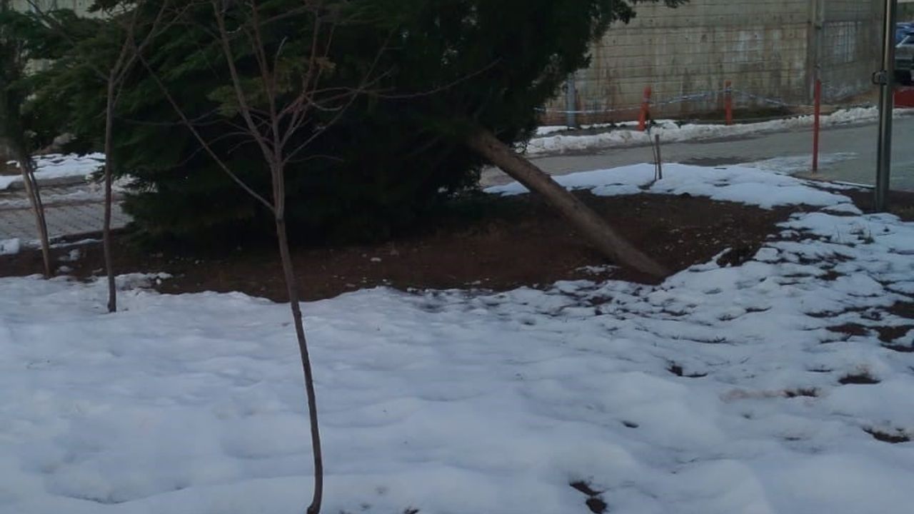 Gölbaşı'nda Şiddetli Rüzgar Hastane Bahçesindeki Çamı Devirtti