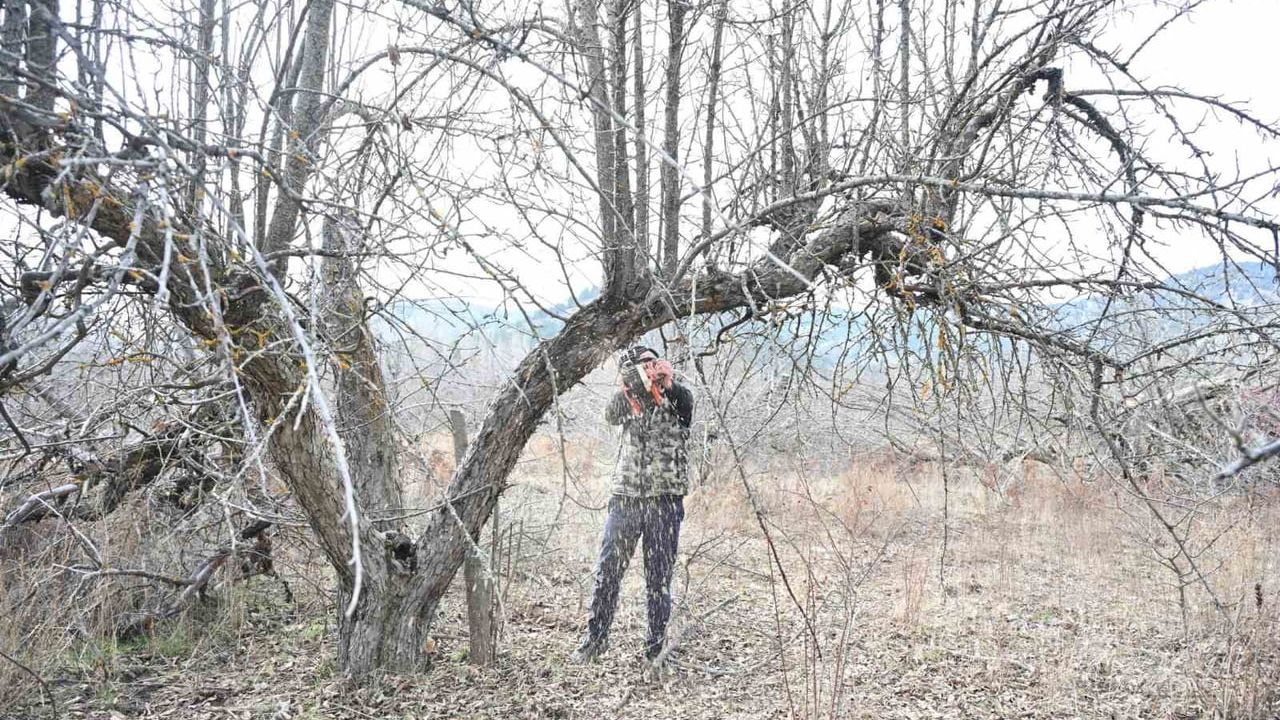 Gölcük Tabiat Parkı'nda 400 Dekarlık Elma Bahçeleri Yeniden Üretime Kazandırılıyor