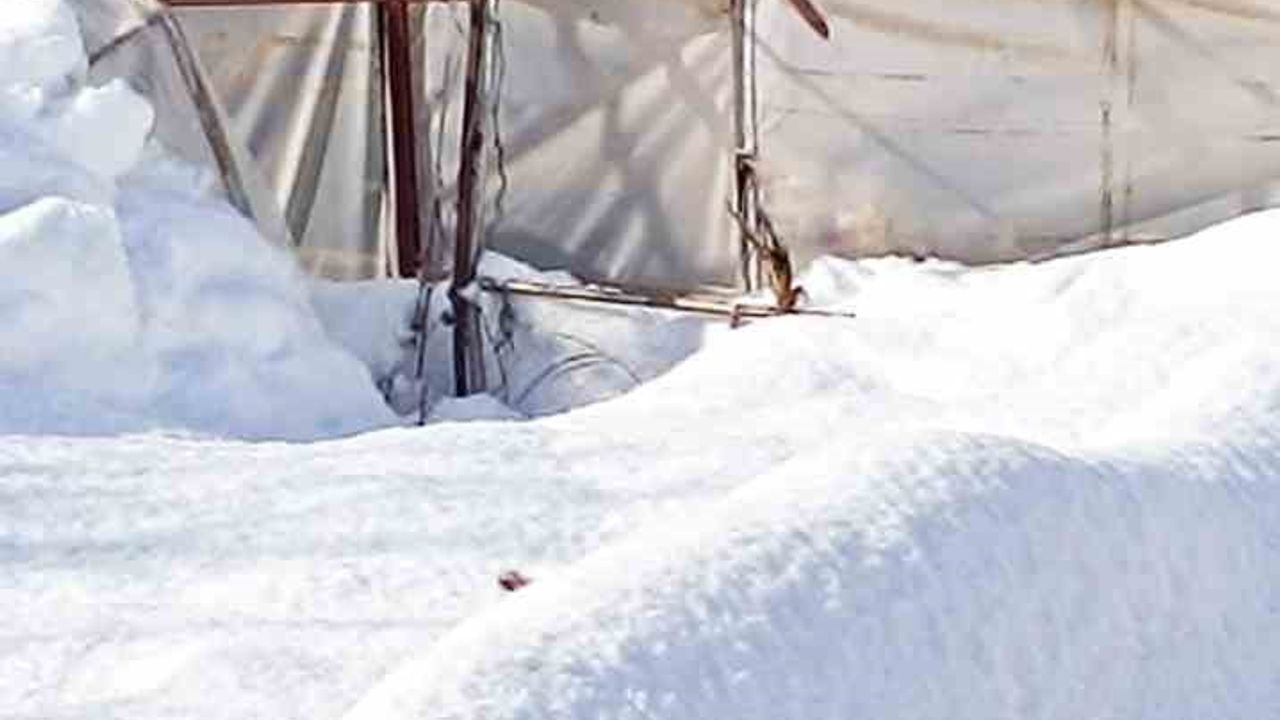 Hakkari Çimenli'de Kar Seraları Çökertti: Üretici Destek Bekliyor