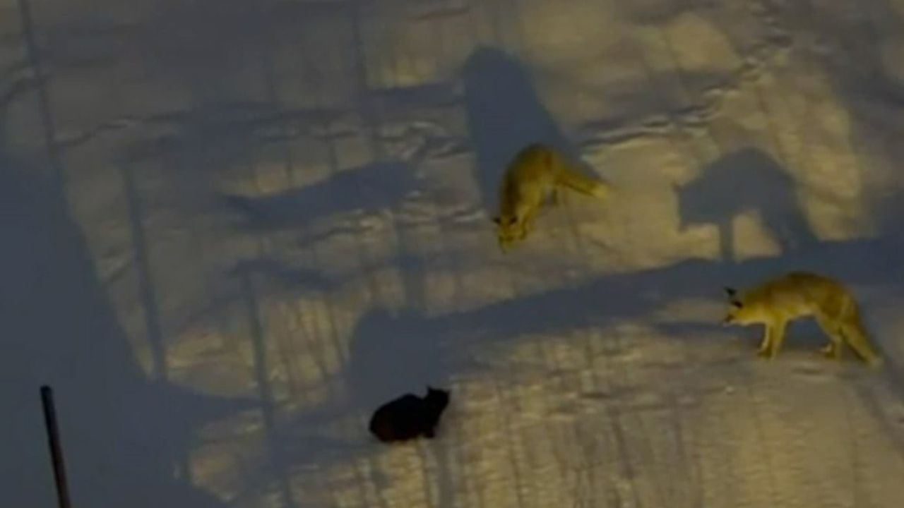 Hakkari'de İki Tilki ile Kedi Arasındaki Mücadele Kamerada