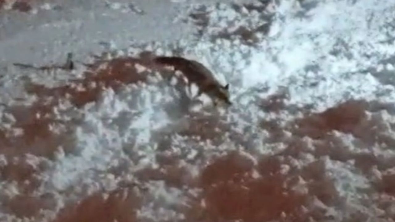 Hakkari’de Kar Nedeniyle Aç Kalan Tilkiler Şehre İ…