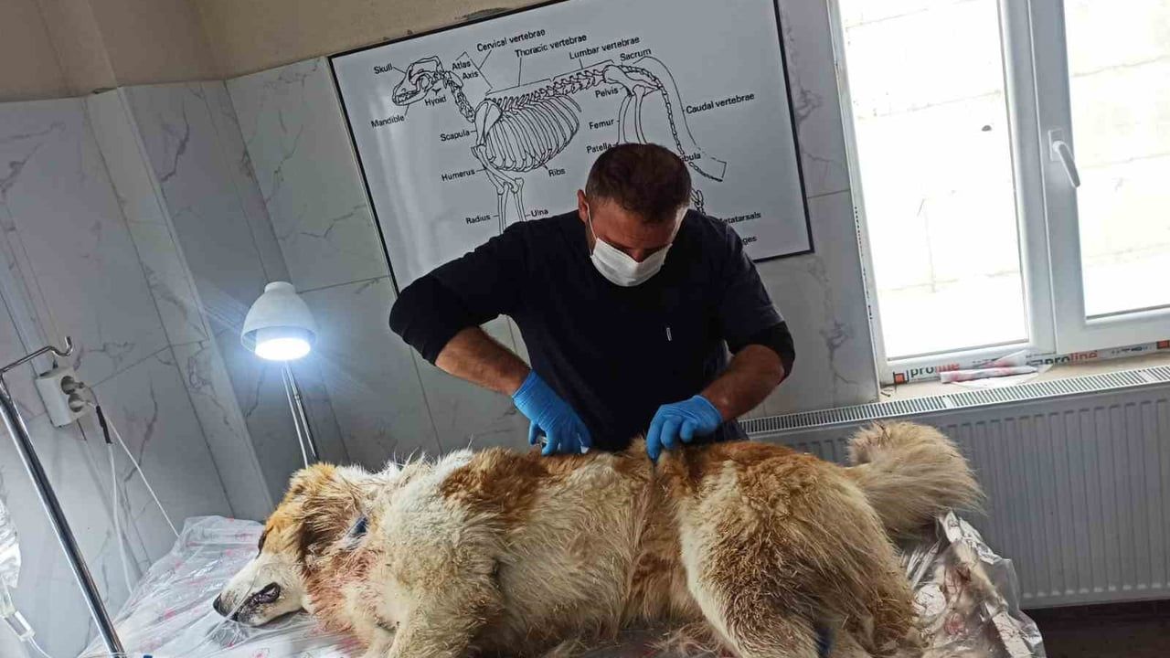 Hakkari'de Kurt Saldırısı: Çoban Köpeği Yaralandı