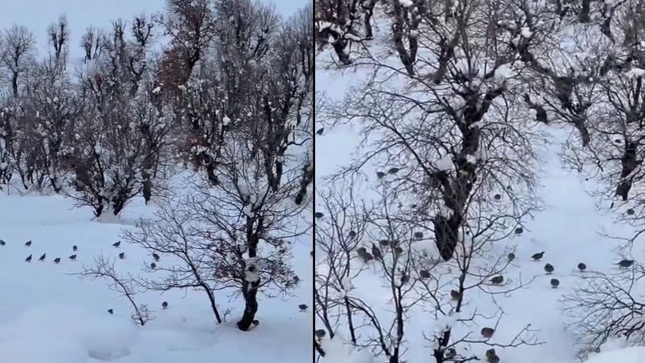 Hakkari Geçitli'de Onlarca Keklik Kar Nedeniyle Köye İndi