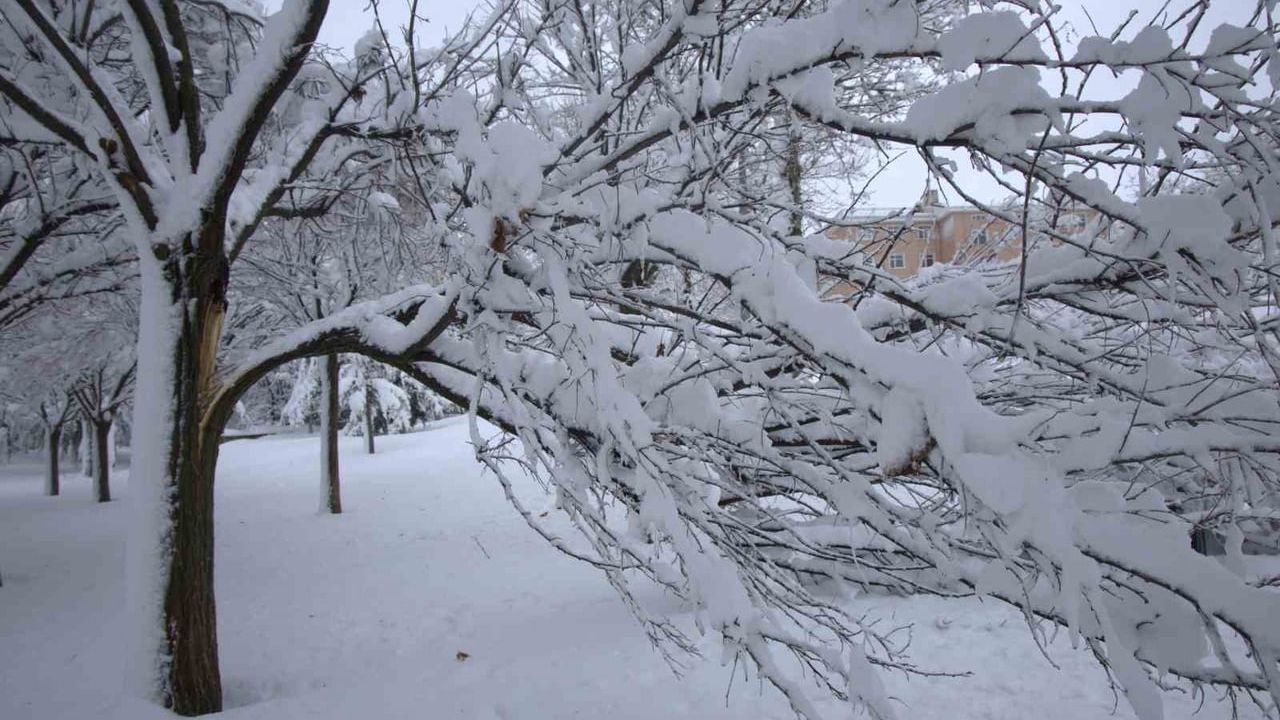 Harput’ta Yoğun Kar Ağaçların Dallarını Kırdı