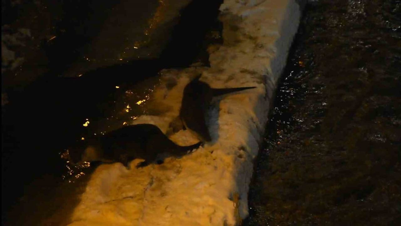 Harşit Çayı'nda nesli tehlike altındaki su samurları kar üstünde görüntülendi