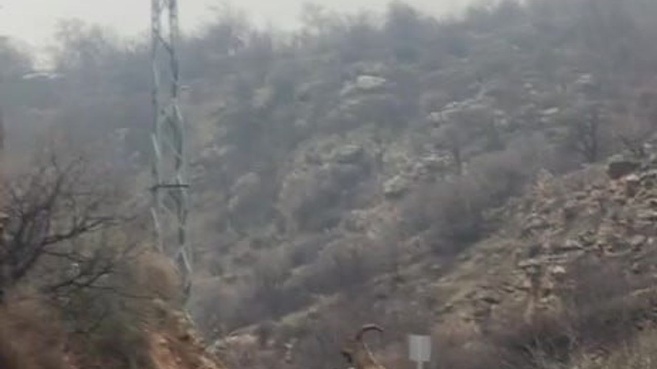 Hasankeyf'te Örnek Davranış: Sürücü Durdu, Dağ Keçileri Güvenle Geçti