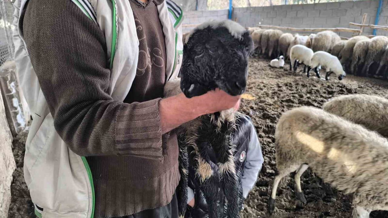 Hatay'da Çift Başlı Kuzu Hayata Tutundu