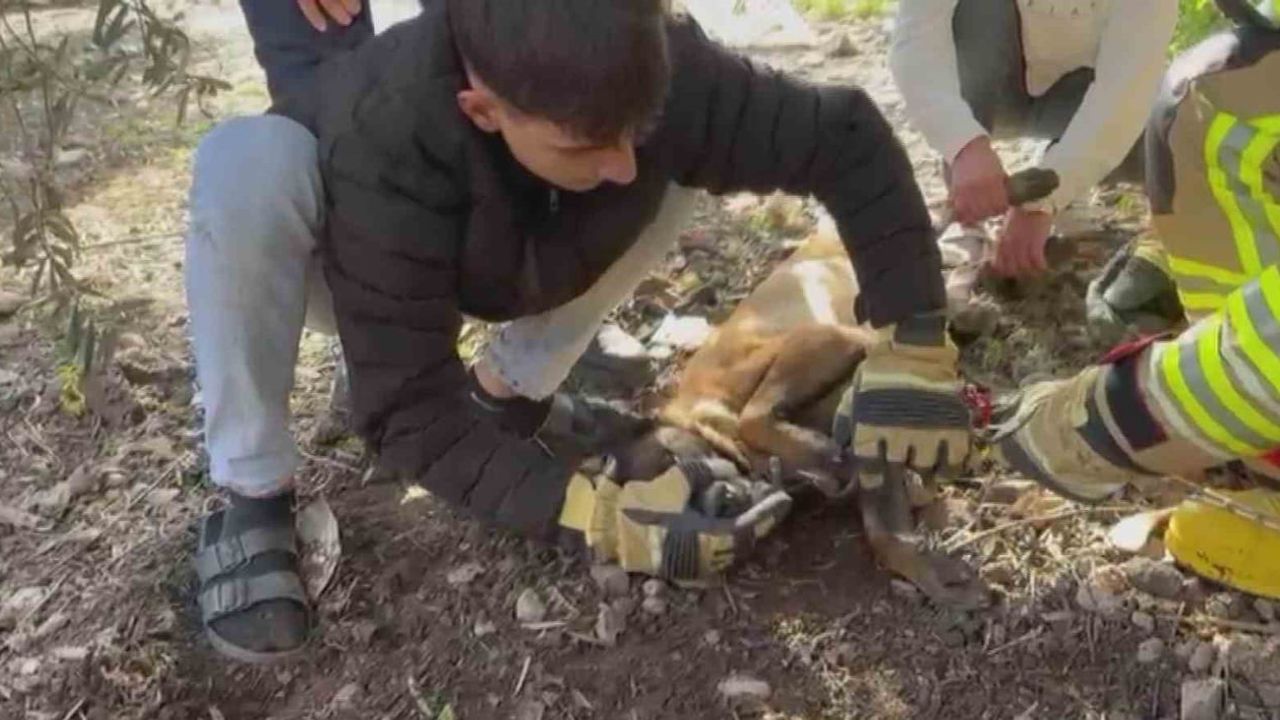 Hatay'da İtfaiye, Zincire Sıkışan Köpeğin Patisini Kurtardı