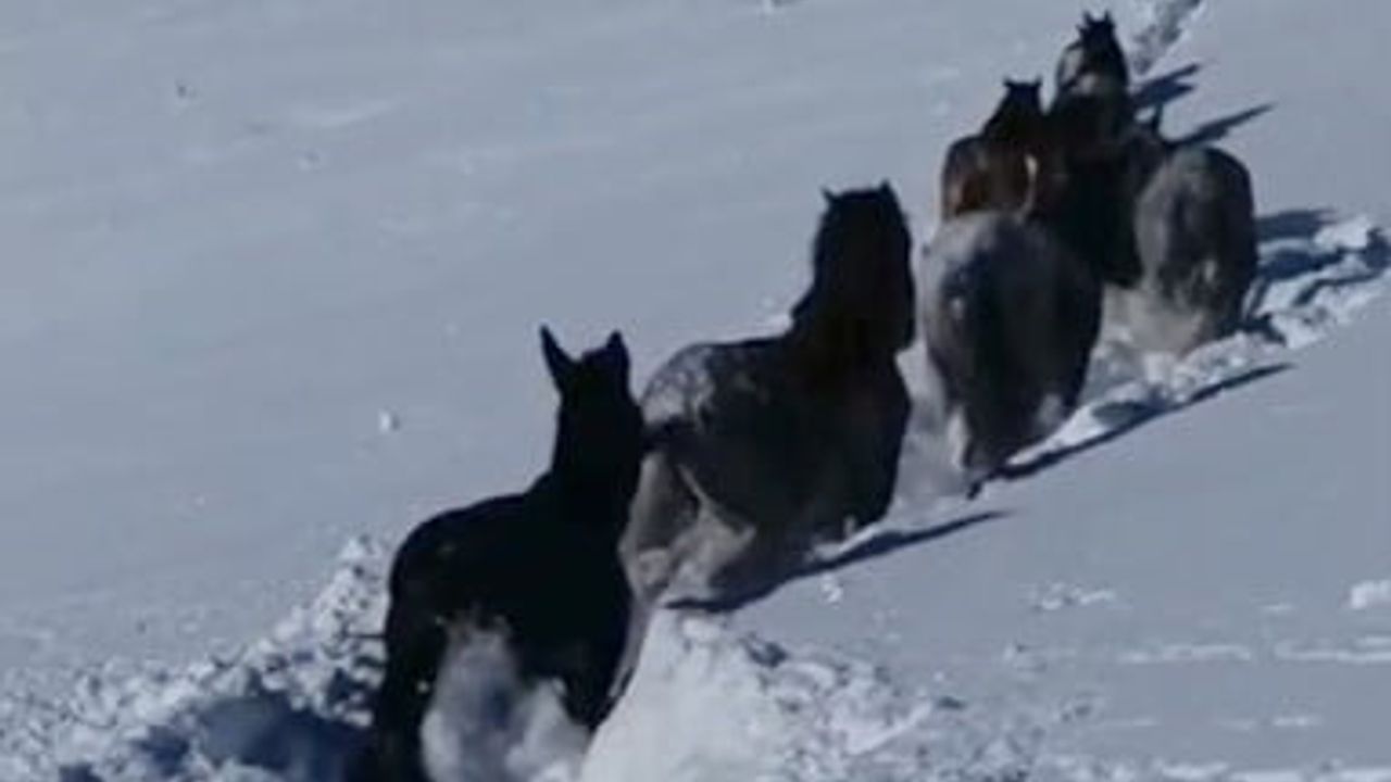 Hizan'da Karda Mahsur Kalan At ve Katırlar Güvenlik Korucuları Tarafından Kurtarıldı