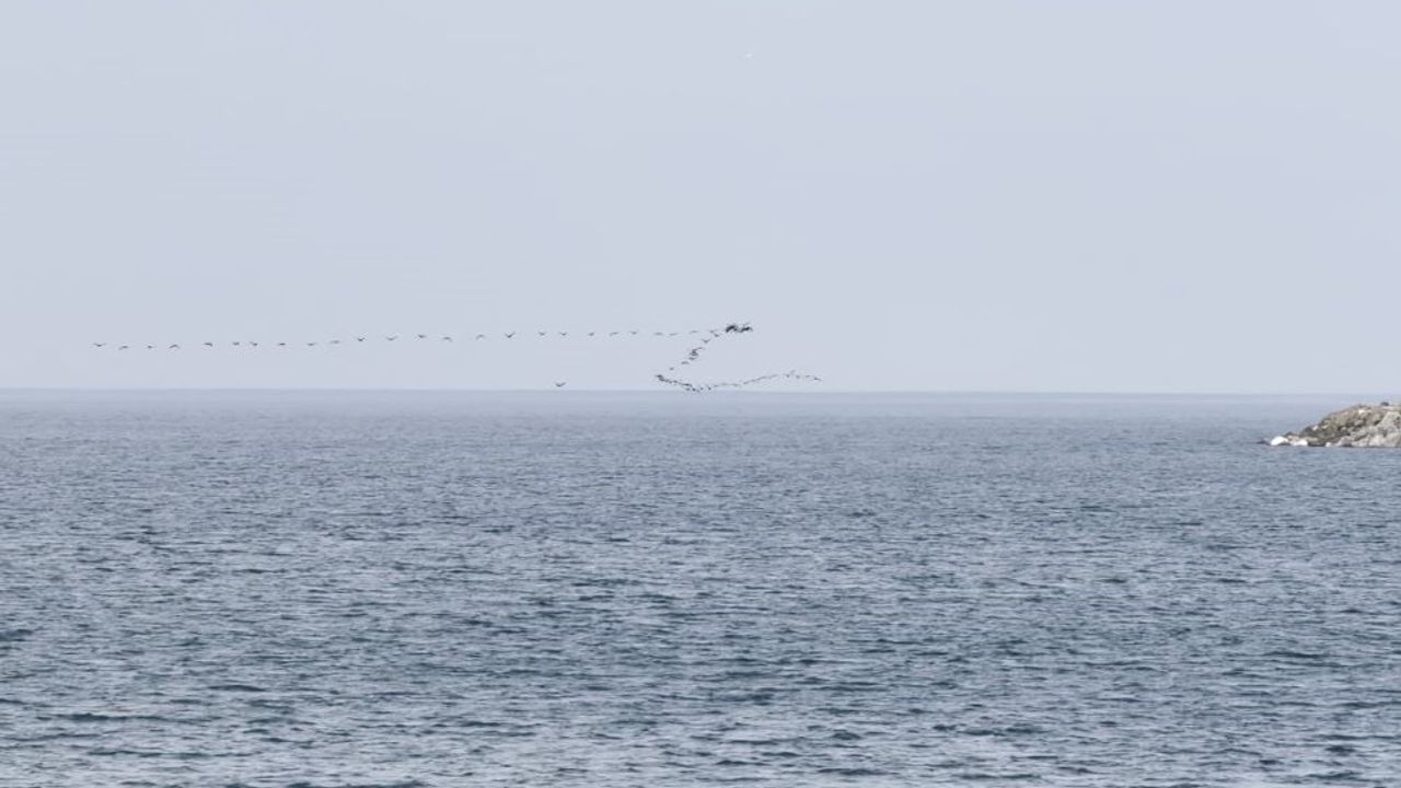 Hopa’da Karabatakların Senkronize Göçü Görüntülendi