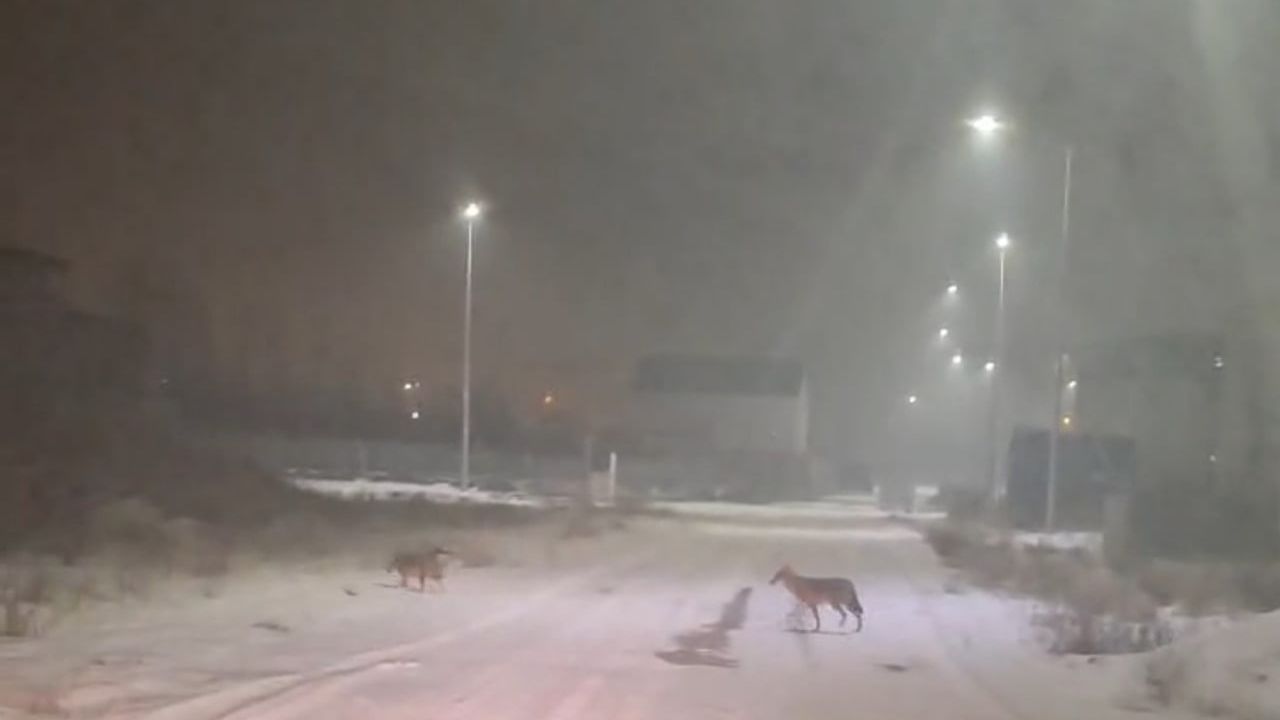 Iğdır'da Kurtlar Yerleşim Alanlarına İndi