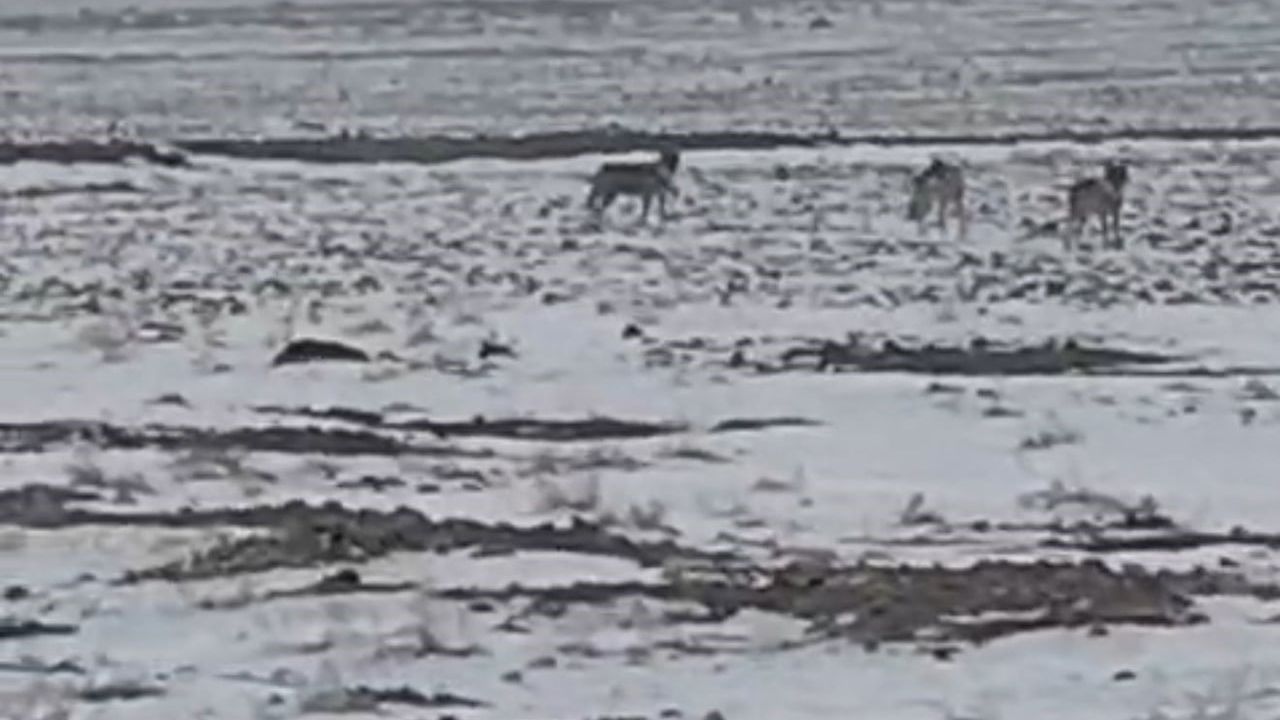 Iğdır Ovası'na İndi: Aşağı Çarıkçı'da 7 Kurt Yerleşime Yaklaştı