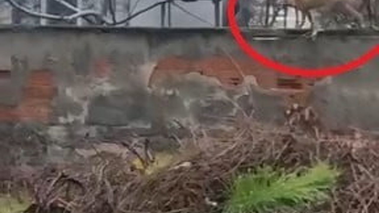 İnegöl'de Sokaklara İnen Tilki Süleymaniye Mahallesi'nde Görüntülendi