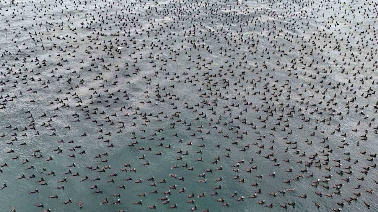 İstanbul'da Binlerce Karabatak Marmara'da 'Siyah Halı' Oluşturdu
