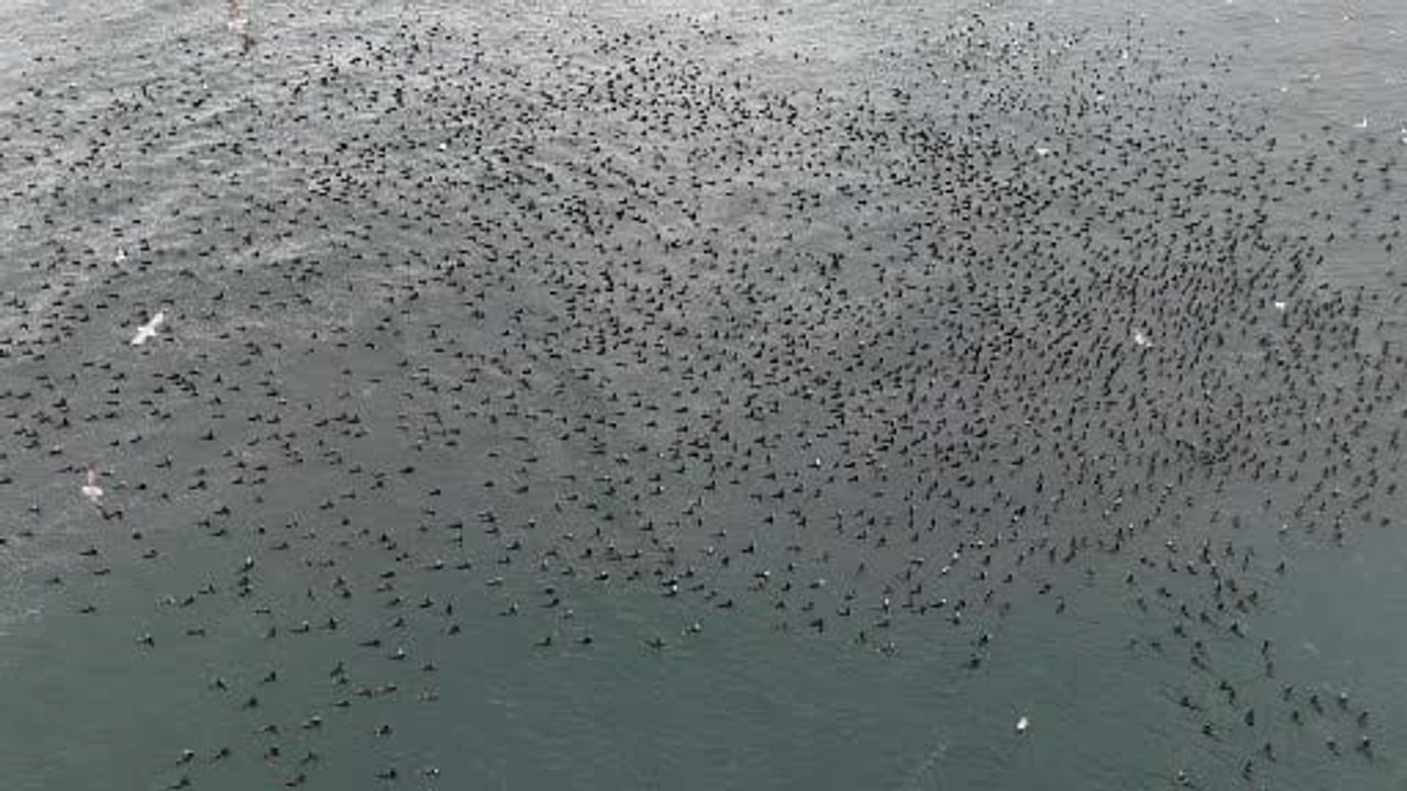İstanbul’da Dondurucu Soğuk Binlerce Karabatak Marmara’da Bir Araya Geldi