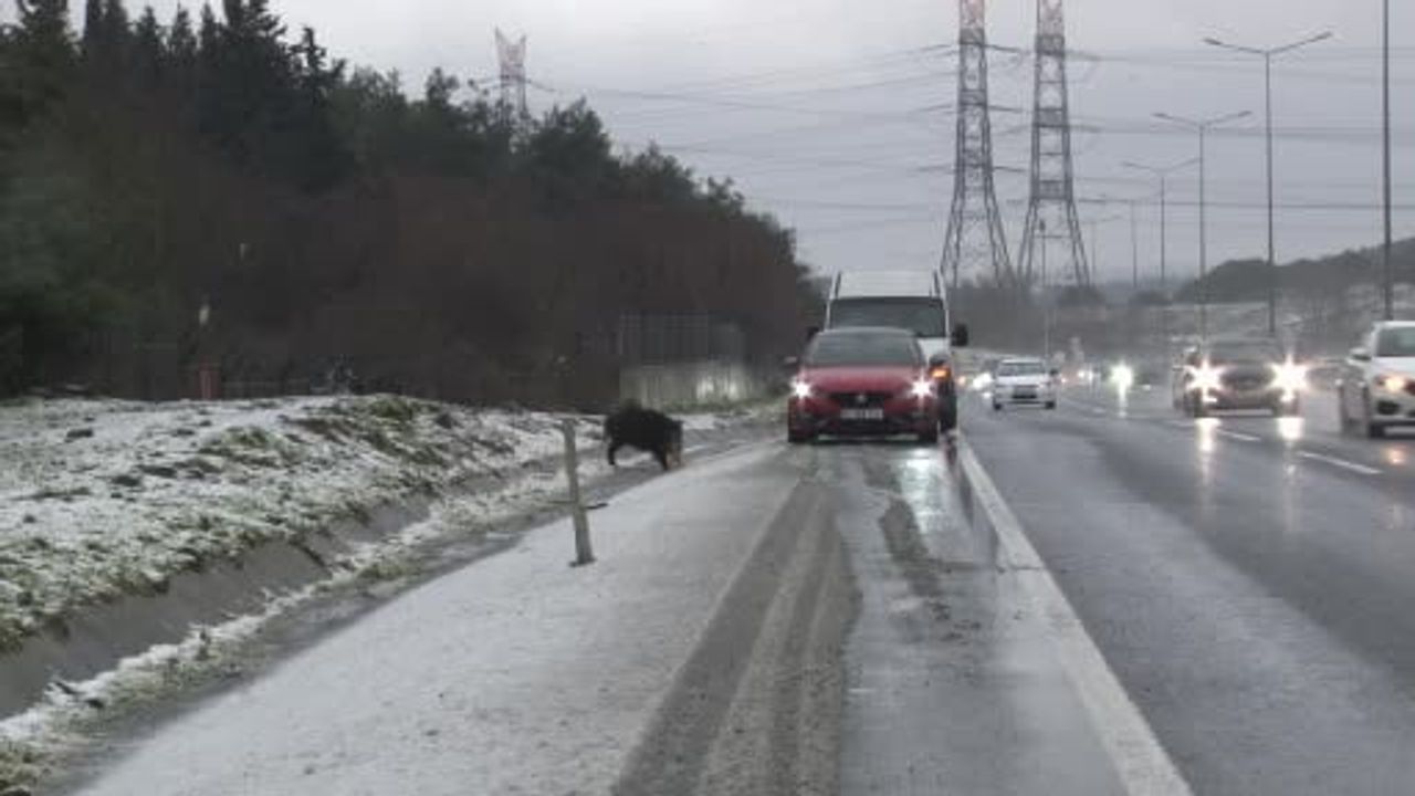 İstanbul'da Yaban Domuzu Hasdal-Kemerburgaz Yoluna İndi