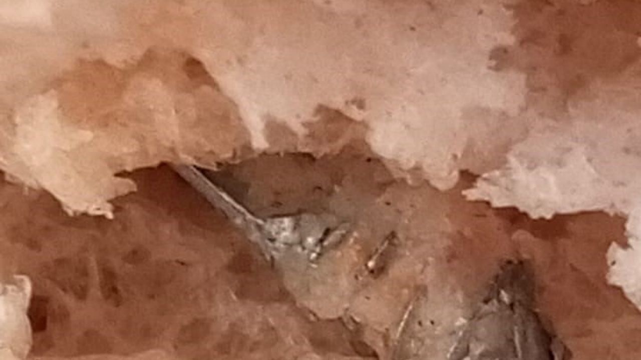 İzmir'de Fırından Alınan Ekmekten Vida Çıktı