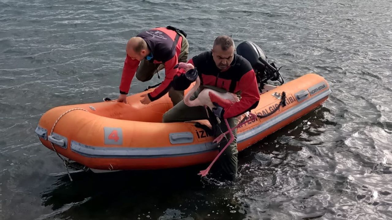 İzmir'de Misina Tuzakından Kurtarılan Flamingo Doğaya Döndü