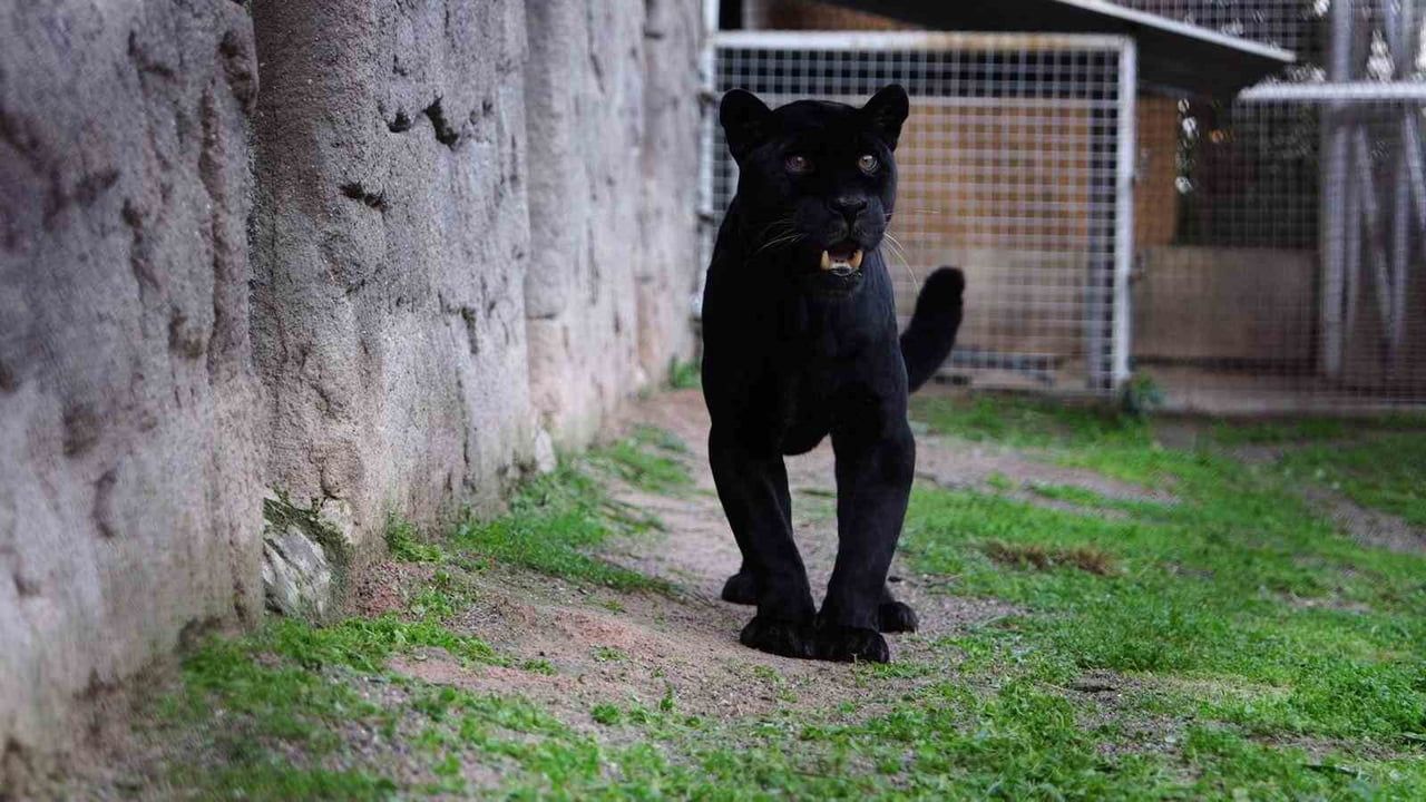 İzmir Doğal Yaşam Parkı’nda 18 yaşındaki jaguar Juliet öldü