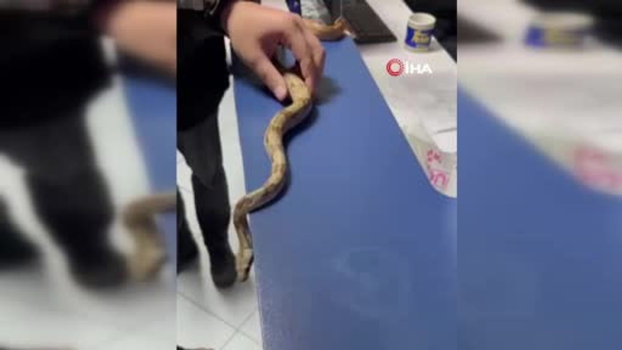 İzmir Karşıyaka'da kafede Mısır yılanıyla dolaşana 11 bin 977 lira ceza