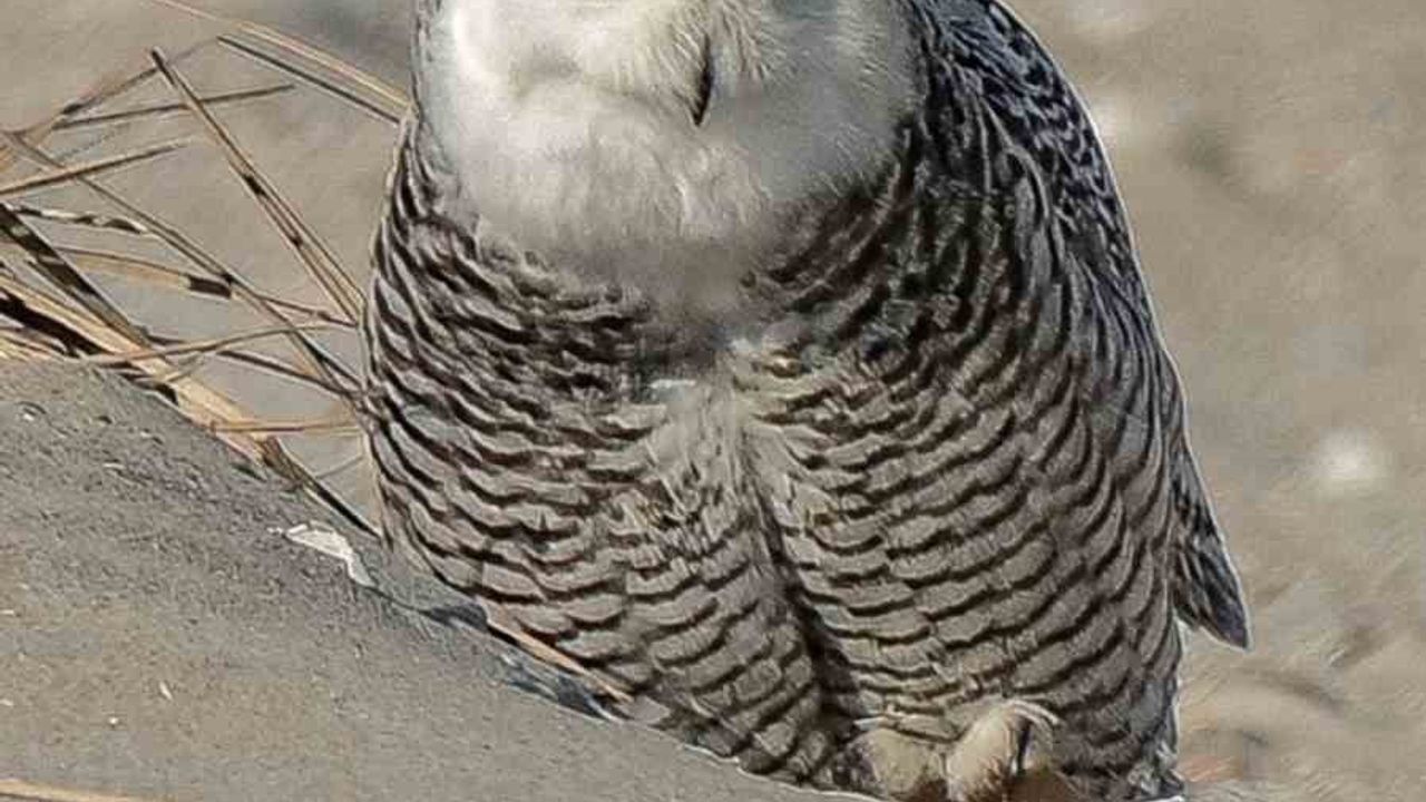 İzmirli Fotoğrafçı Erhan Barış Şimşek, New Jersey'de Nadir Kar Baykuşunu Fotoğrafladı