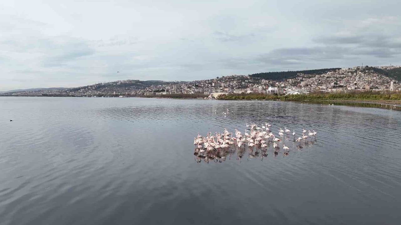 İzmit Körfezi'ne Flamingo Akını: Kocaeli'de Sayıları Katlandı