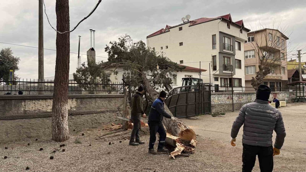 İznik'te Dev Çam Okul Bahçesine Devrildi: Tatil Faciası Önledi