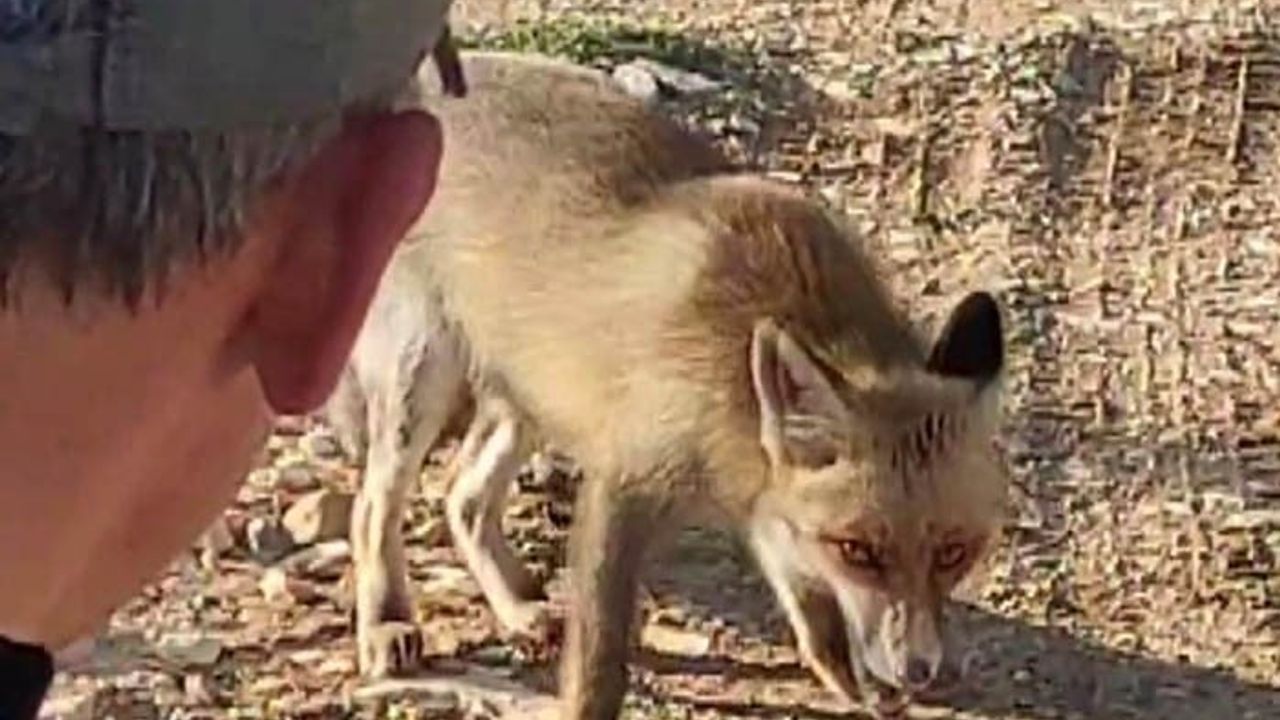 Kahramanmaraş'ta doğa yürüyüşünde tilkiyi çerezle besledi