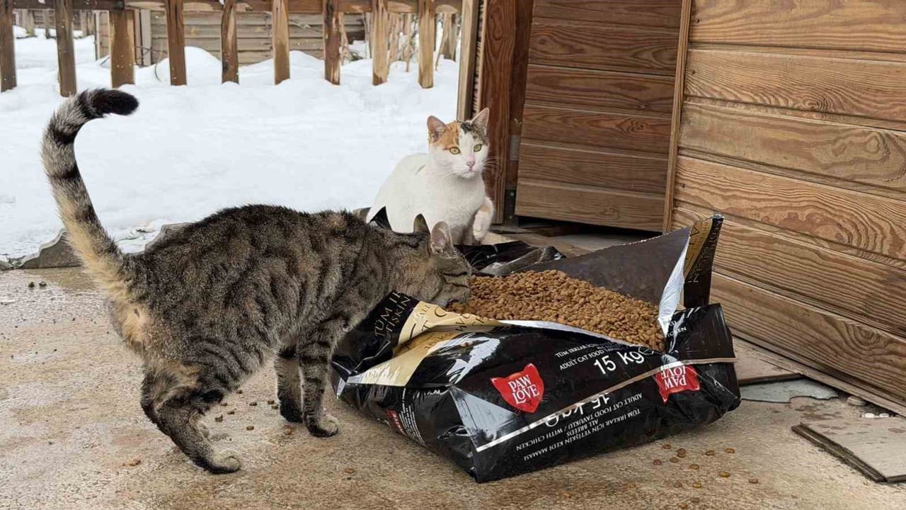 Kahramanmaraş'ta Soğukta Sokak Hayvanlarına Mama Seferberliği