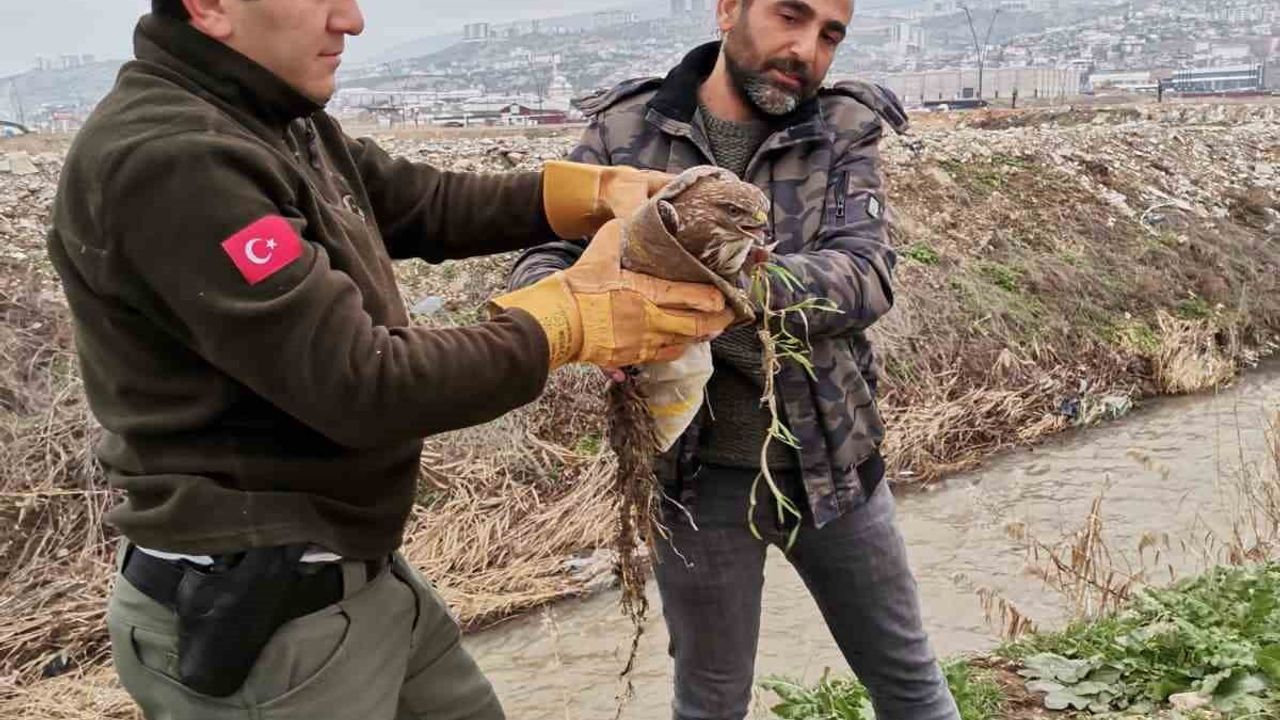 Kahramanmaraş'ta Yaralı Şahin Kurtarıldı: Doğa Gözlemcileri Müdahalesi