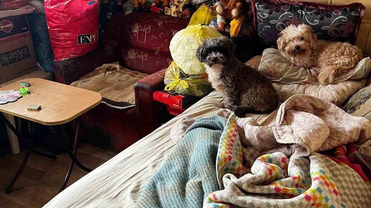 Kandıra'da 55 Hayvan Kurtarıldı — Açlık ve Bakımsızlık İddiası