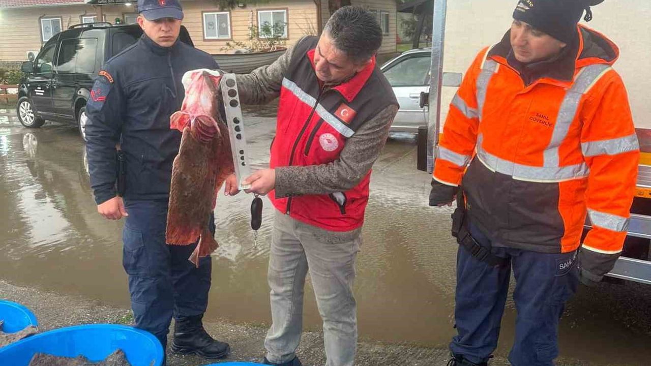 Kandıra'da Kaçak Avcılık Operasyonu: 500 Kalkan Balığına El Konuldu