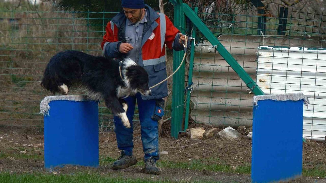 Kangal ve Akbaştan Sonra: Border Collie Çobanların Yeni Yardımcısı