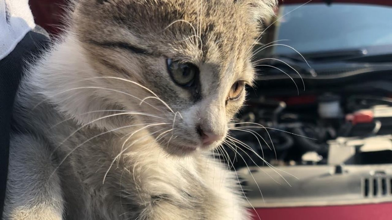 Kaputa Vurun Uyarısı: Kışın Araç Kaputundaki Hayvanlara Dikkat