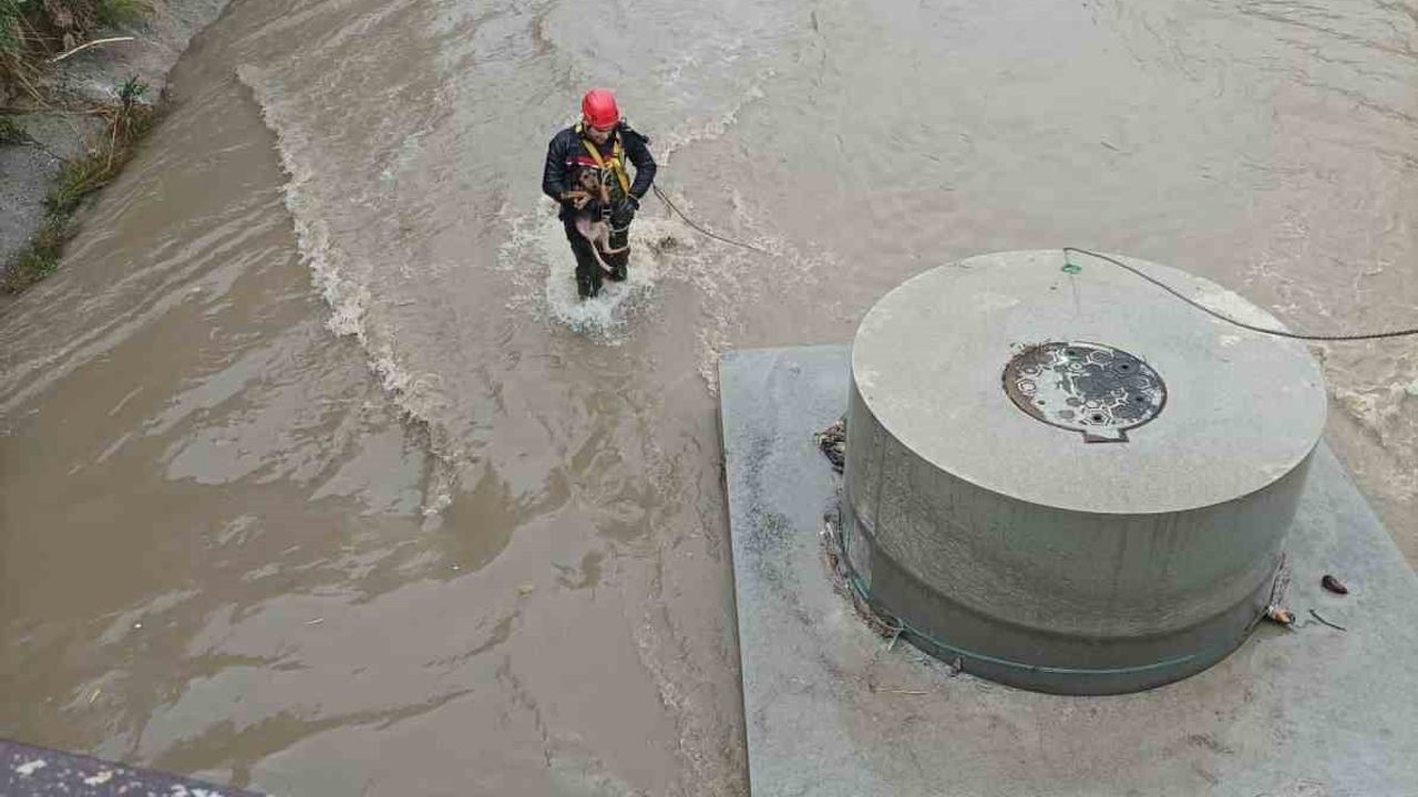 Karabağlar'da Dereye Düşen Köpek İtfaiye Tarafından Kurtarıldı